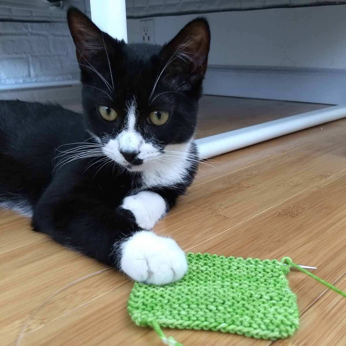 Black & White Tuxedo Kitten with Poison Apple colour Oink Pigments garter stitch swatch.
