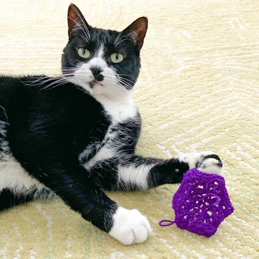 Tuxedo Cat (named Dot) shown with a hexagon motif resting on her paw. She is staring at the camera.